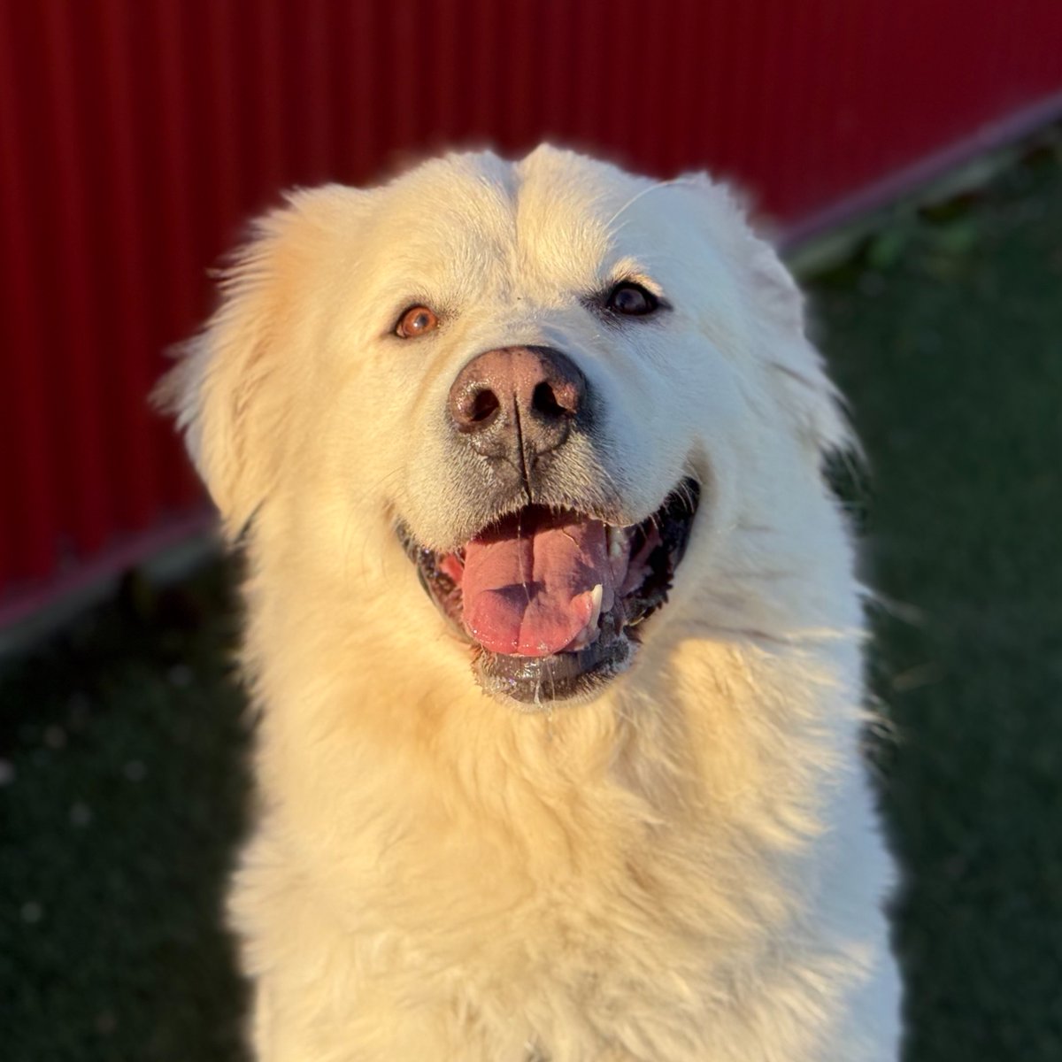 EdmontonHumane's tweet photo. Fluffy gal Martha showed off her sweet personality yesterday on @GlobalEdmonton with CEO @LizaSunley!

This 5 year old great Pyrenees is part of our Farm Friend program, meaning she'll need lots of space to run, explore and bask in the sun ❤️ 

Learn more: https://t.co/Jxnoqgi1ao https://t.co/w4TCNsehGU