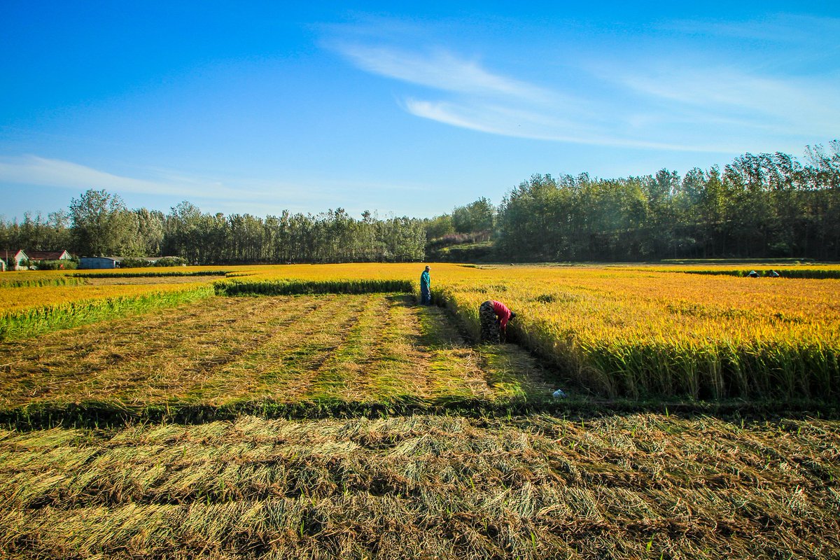 stwan1230's tweet photo. Even tiny shrimp uphold the harmony of our fields, guarding (捍) the grains (禾) with every tiny step—nature’s quiet protectors!， https://t.co/4rs6gV4qOS
