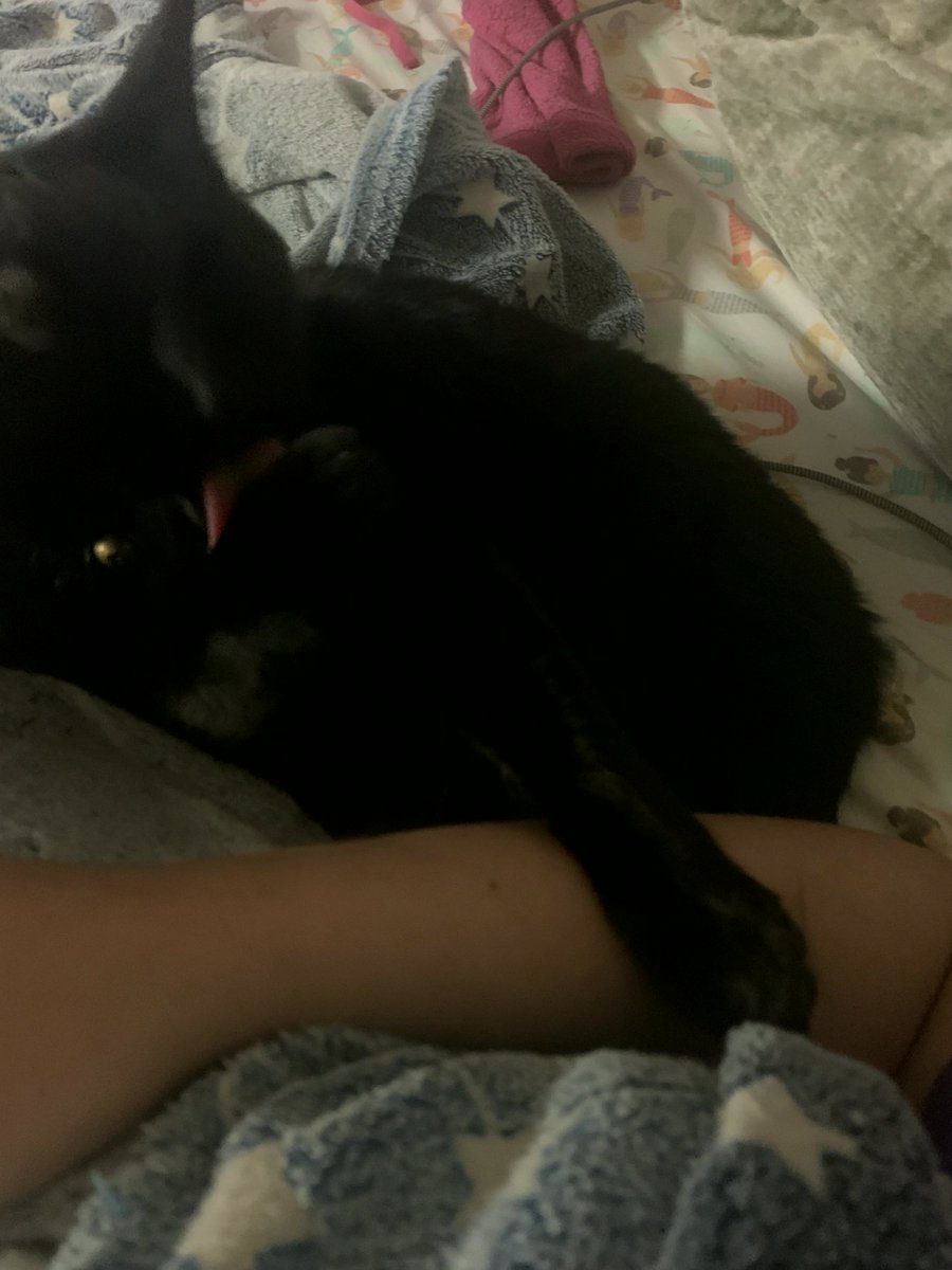 fujiimaayarg's tweet photo. What quirk does your cat have that’s your favorite?
#Woof #KengHarit https://t.co/PR3e6eGELJ