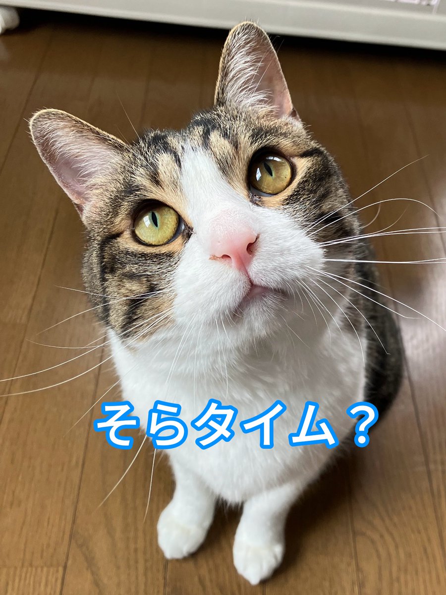 wanekocafe's tweet photo. 【お知らせ】

みなちゃんの健康診断もろもろが落ち着いたら、期間限定「そらタイム」と「のあタイムの第二弾」をやろうかと思っています。
猫じゃらしの初心者は「そらタイム」、上級者は「のあタイム」がおススメ。
平日限定で、土日は通常の営業になると思います。
詳しい内容は後ほど告知します。 https://t.co/8A8pmtZKNv