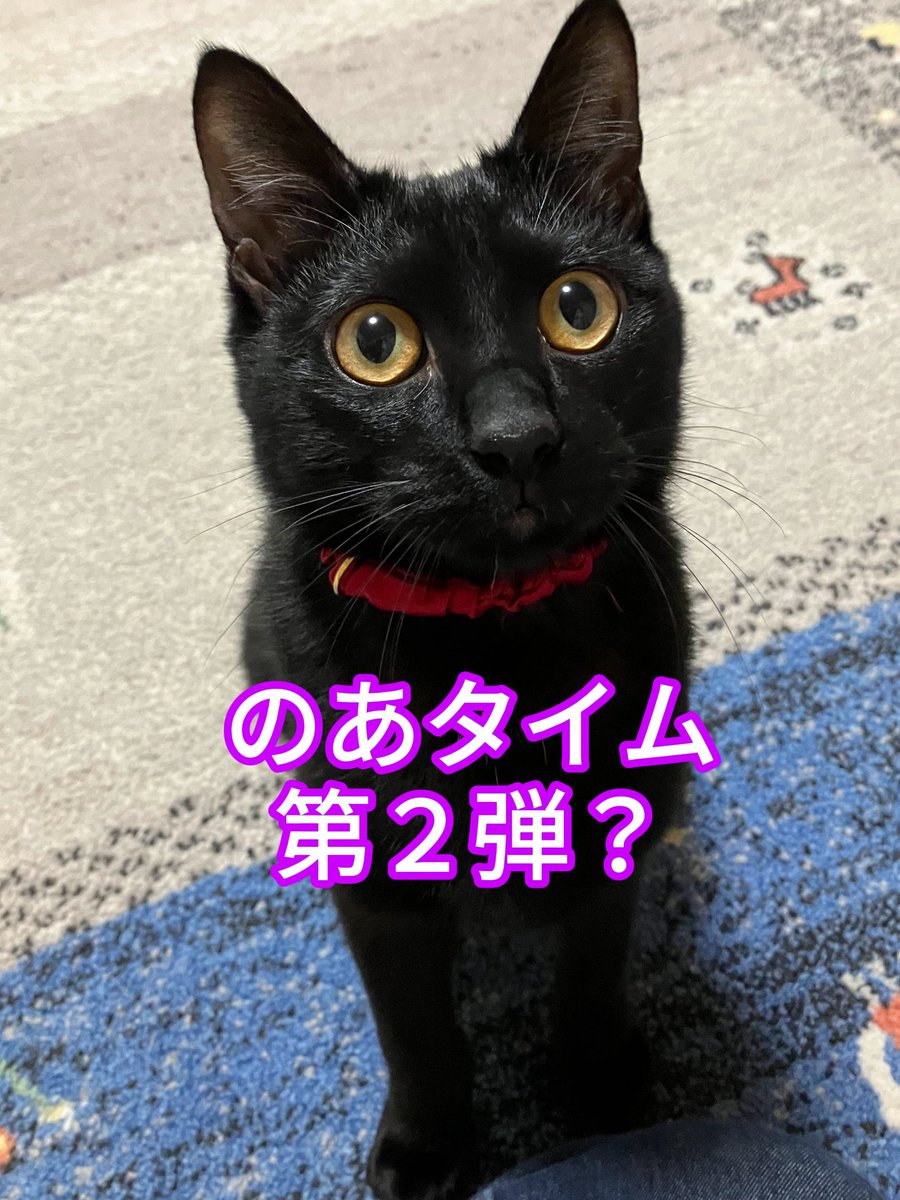 wanekocafe's tweet photo. 【お知らせ】

みなちゃんの健康診断もろもろが落ち着いたら、期間限定「そらタイム」と「のあタイムの第二弾」をやろうかと思っています。
猫じゃらしの初心者は「そらタイム」、上級者は「のあタイム」がおススメ。
平日限定で、土日は通常の営業になると思います。
詳しい内容は後ほど告知します。 https://t.co/8A8pmtZKNv
