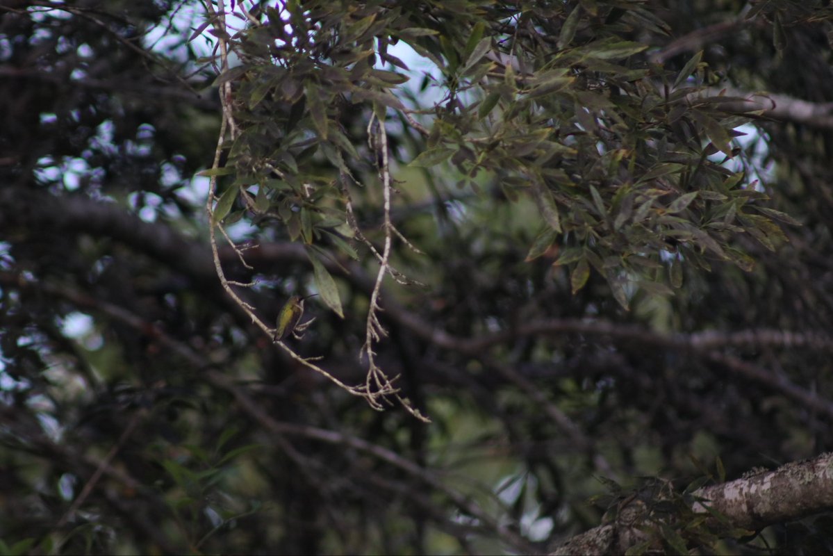 AutumnRainWild's tweet photo. Can you spot the Hummingbird ? https://t.co/y7qoygWUVe