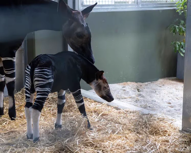 Una cria d'okapi femella ha nascut a Zoorasia; és la terc