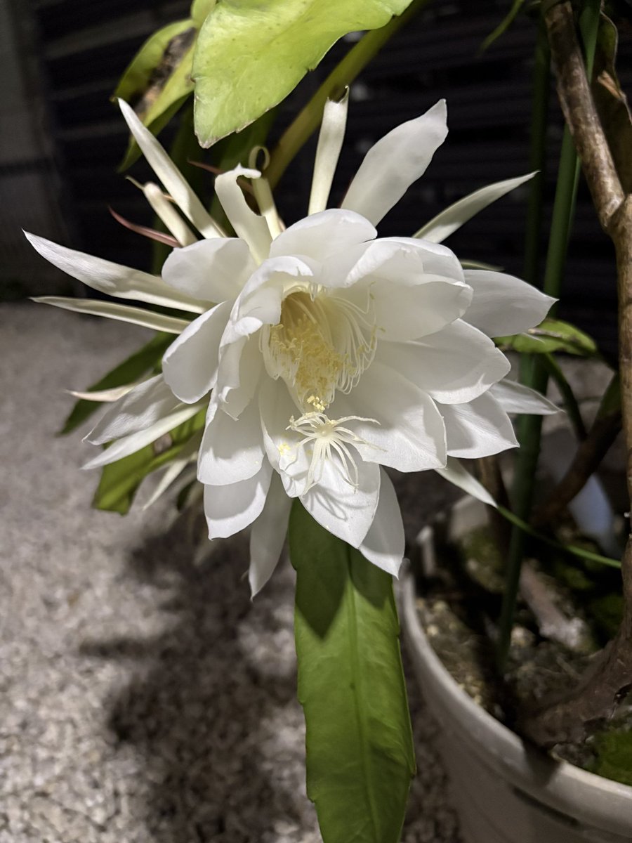 tripster4416's tweet photo. 柱サボテンと月下美人
両方同じ日に咲いて嬉しい🌵🌸 https://t.co/egwf2HAKKC