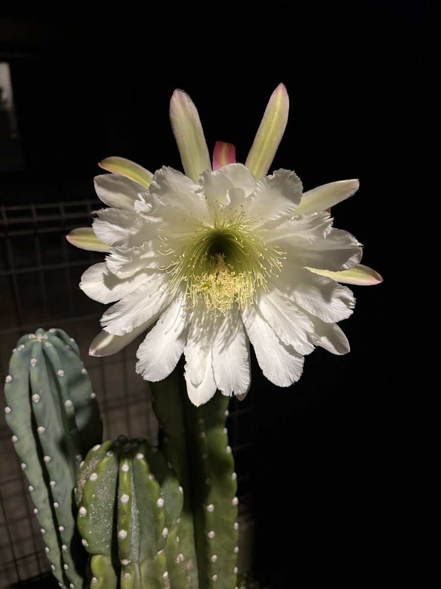 tripster4416's tweet photo. 柱サボテンと月下美人
両方同じ日に咲いて嬉しい🌵🌸 https://t.co/egwf2HAKKC