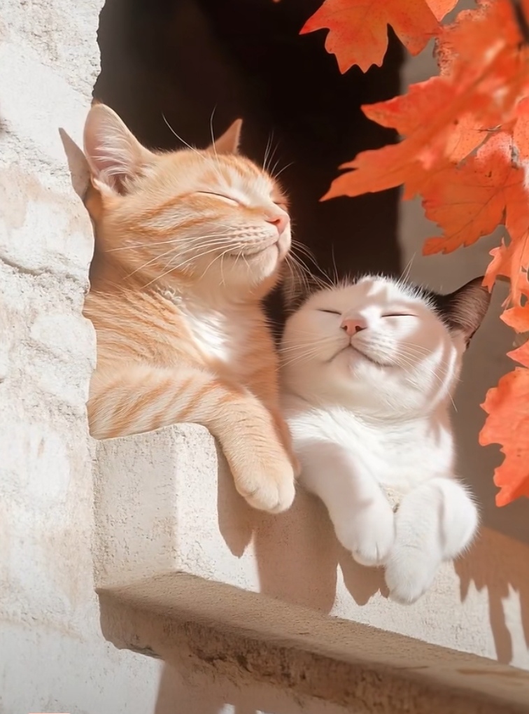 BANbfBc0NmKmYXi's tweet photo. [Lazy cat under sun: "I'm a fat guy enjoying warm sun, no need to care about the plague, I just lie here and soak up the sun~"] https://t.co/epa9YGWn0Z