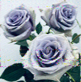 SWRadiogram's tweet photo. Via an SDR in Ireland, the blue rose story, and blue rose image (2337 UTC) decoded. So did the MFSK64 story about digital HF messages.  

The MFSK64 images all failed.  

The tones didn't sound right. That should have been my clue something was wrong. https://t.co/7is7TlbRMp