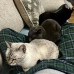 Photo by 😻 Harrys Posse 😻 (@KittyHavenNY)