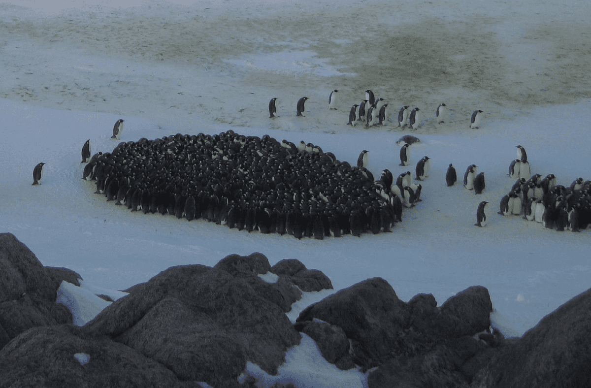 krixstkdf8's tweet photo. The penguins huddle so tight, the icy air's their judge and guard. https://t.co/pz5jNzW0Yj