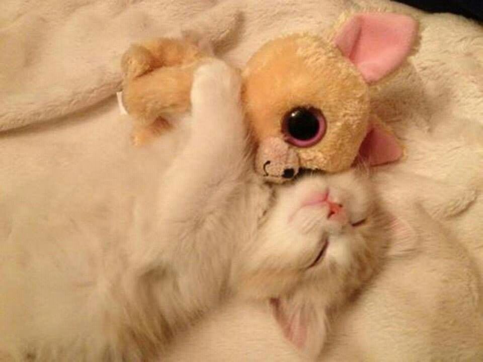 judeykat's tweet photo. cats with stuffed animals https://t.co/gZ7fSojURn