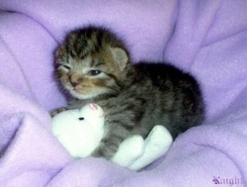 judeykat's tweet photo. cats with stuffed animals https://t.co/gZ7fSojURn