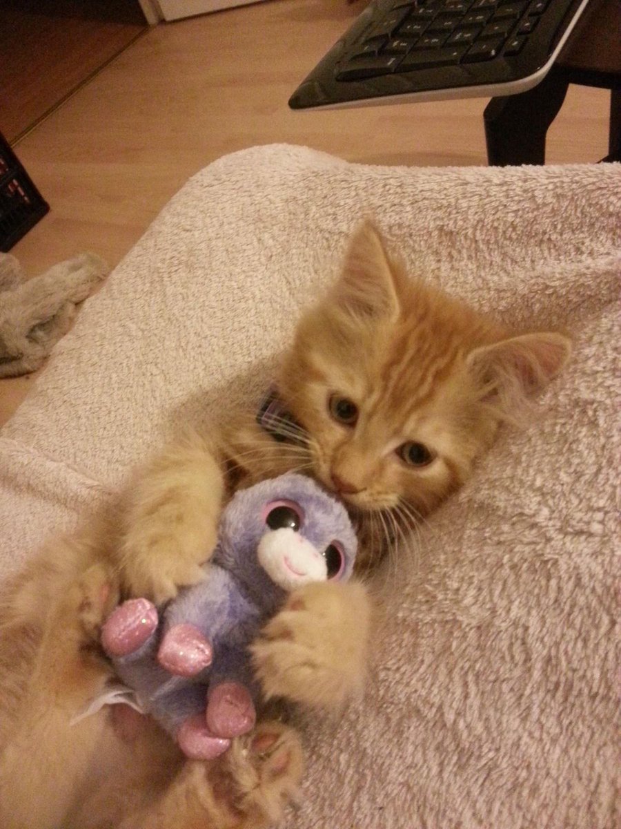 judeykat's tweet photo. cats with stuffed animals https://t.co/gZ7fSojURn