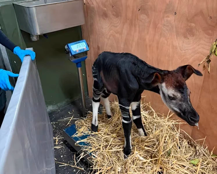 Una cria d'okapi femella ha nascut a Zoorasia; és la terc
