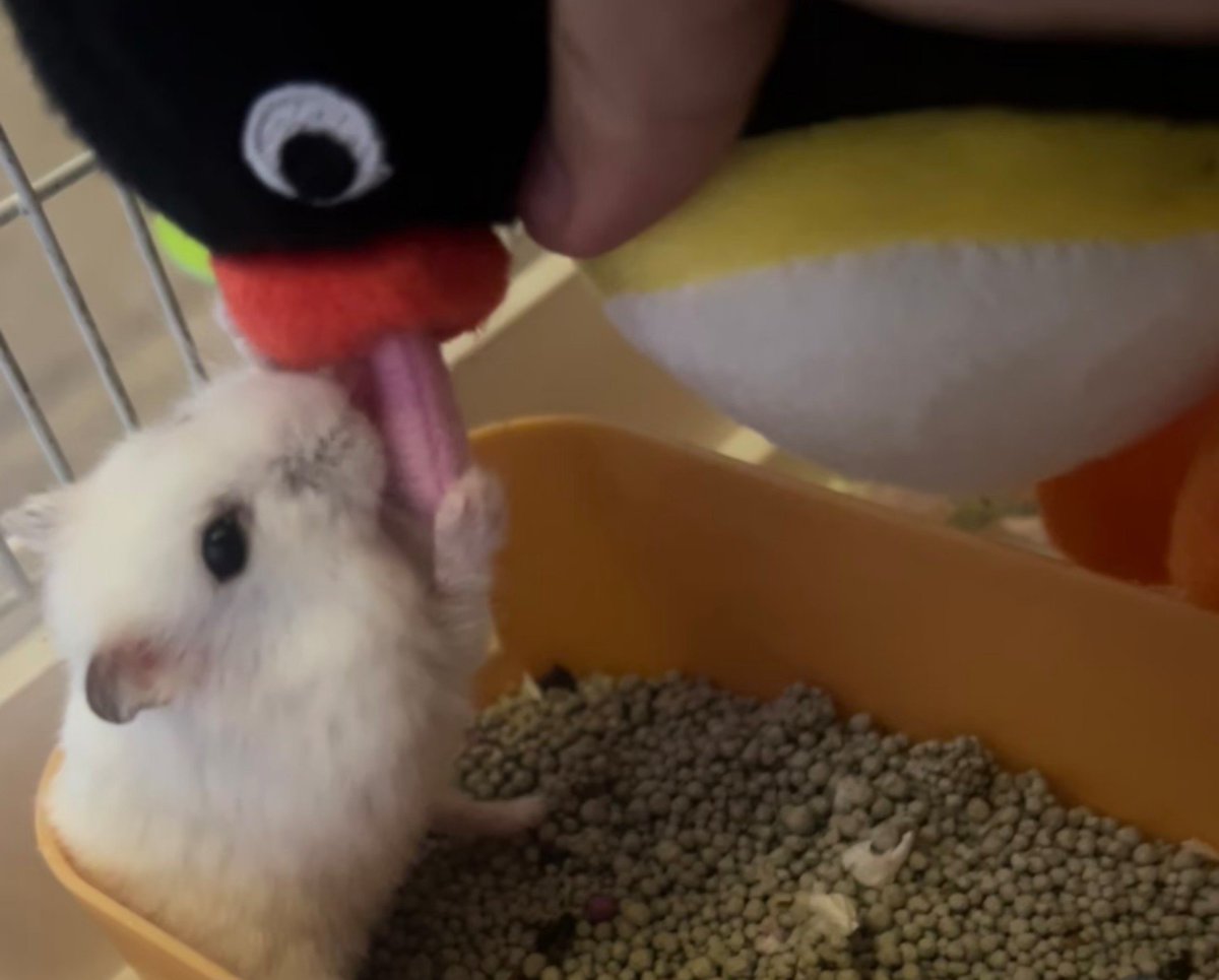 TweetsOfHamster's tweet photo. If you lick a mouse, it'll tongue kiss you back https://t.co/G9kxoej3KD