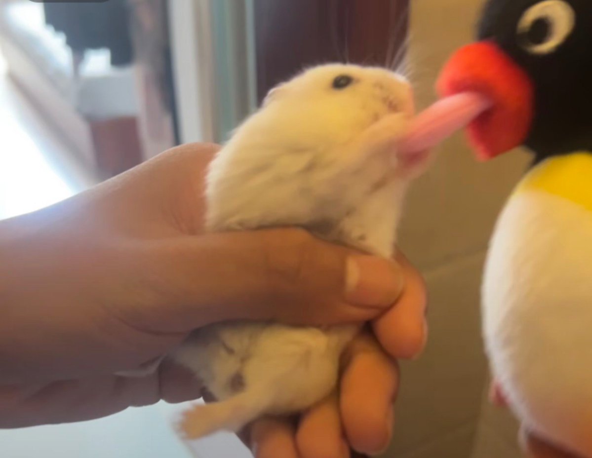 TweetsOfHamster's tweet photo. If you lick a mouse, it'll tongue kiss you back https://t.co/G9kxoej3KD