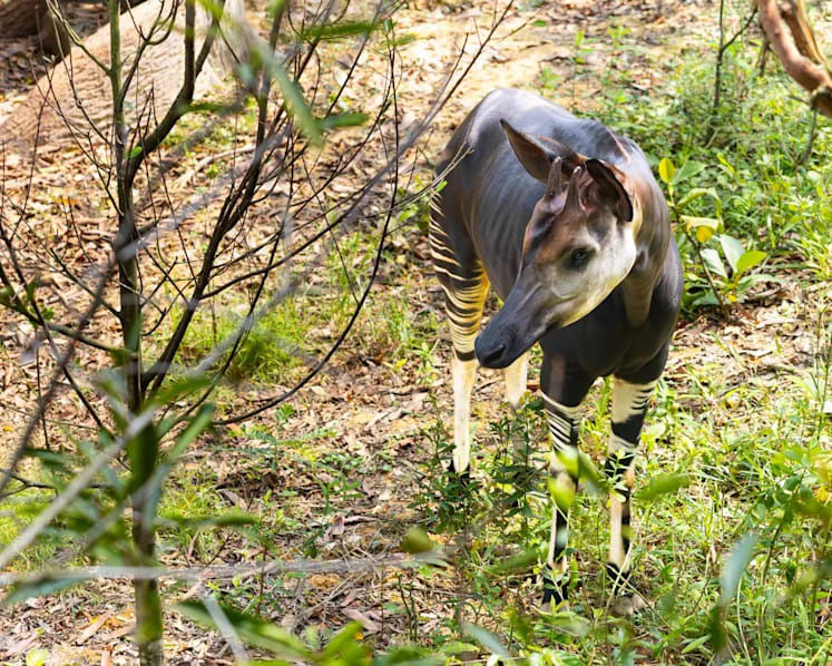 Una cria d'okapi femella ha nascut a Zoorasia; és la terc