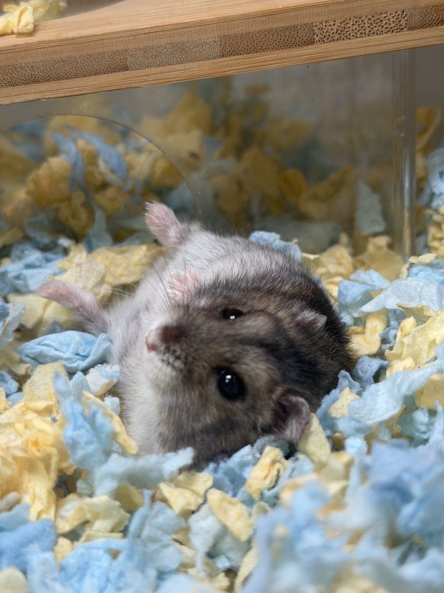 hamhammnm's tweet photo. おはぎ🐹

 #ハムスター
 #ハムスター好きと繋がりたい https://t.co/YFzvQutN3x