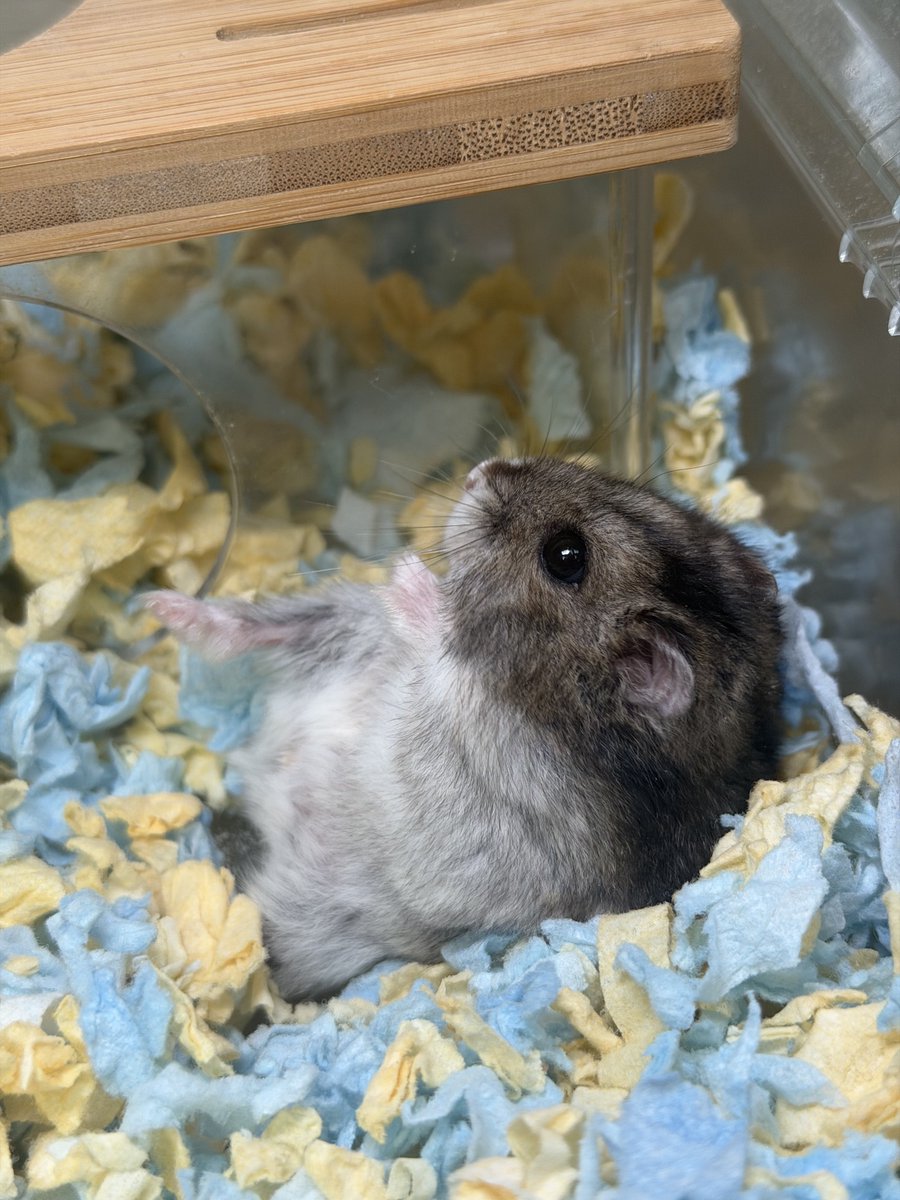 hamhammnm's tweet photo. おはぎ🐹

 #ハムスター
 #ハムスター好きと繋がりたい https://t.co/YFzvQutN3x
