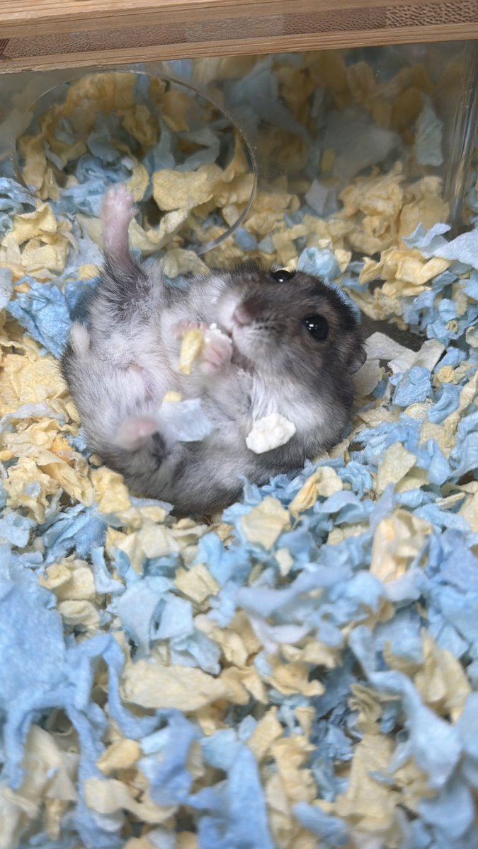hamhammnm's tweet photo. おはぎ🐹

 #ハムスター
 #ハムスター好きと繋がりたい https://t.co/YFzvQutN3x