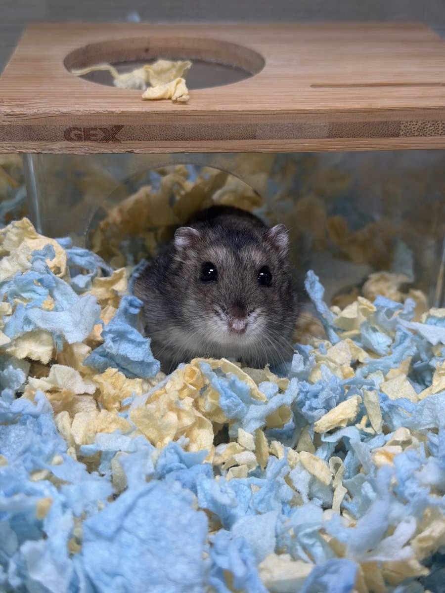 hamhammnm's tweet photo. おはぎ🐹

 #ハムスター
 #ハムスター好きと繋がりたい https://t.co/YFzvQutN3x