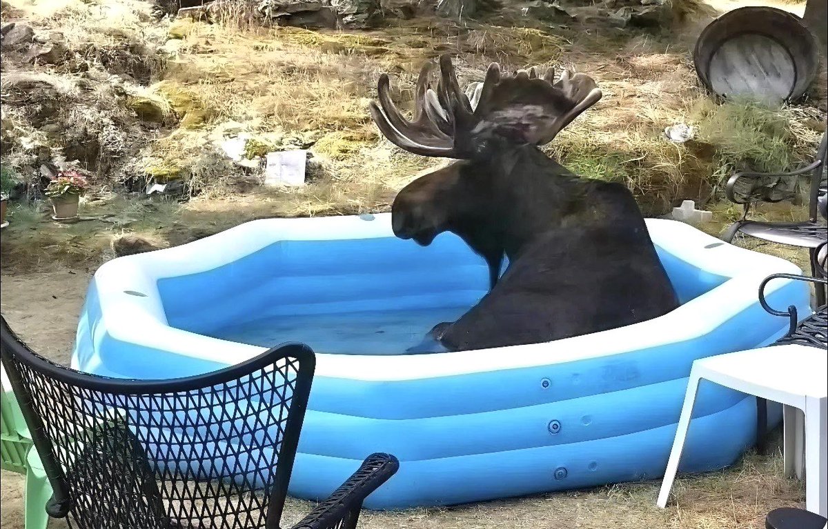 mooseincrisis's tweet photo. hope they don’t mind. (i don’t care.) https://t.co/GVKlZrWTHn