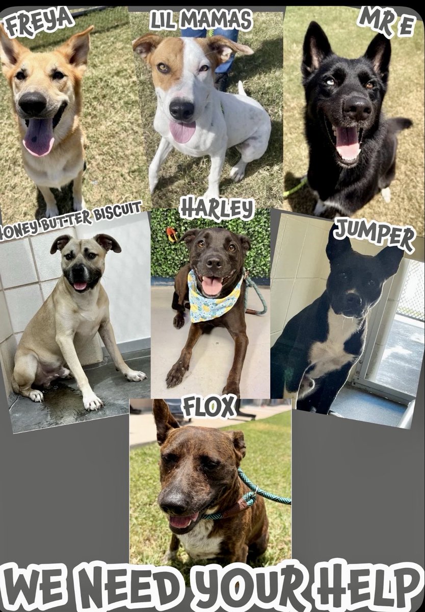 LeporidaeCheryl's tweet photo. We Need ❤️‍🔥MIRACLE WORKERS❤️‍🔥 to save 7️⃣ dogs at #CorpusChristiACS by TOMORROW.

TOMORROW Night will be too late!!

They need 5️⃣ empty Kennels & they're threatening the lives of the 7️⃣ sweet, innocent dogs listed below. 

Please work a ❤️‍🔥MIRACLE❤️‍🔥!!

Please Pledge for a Rescue. 

HONEY BUTTER BISCUIT #A390296 
MR E #A389804
FREYA #A388908
HARLEY #A335540
JUMPER #A390246
LIL MAMAS #A389365
FLOX #A389402