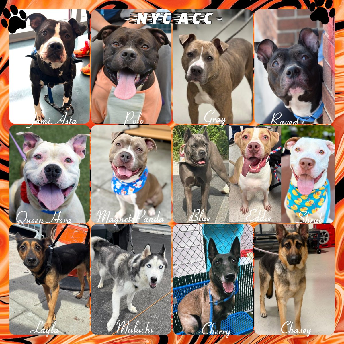 notthesameone2's tweet photo. King Biscuit killed
Okapi killed
Gramps reserved

13 dogs left. Anyone interested in fostering or adopting DM me.

Pledges:
Gray $1331
Shrub $1172
Layla $1115
Queen Hera $1080
Cherry $1071
Bleu $1055
Raven $1035
Eddie $1015
Malachi $960
Chasey $905
Polo $697
Magneto $646
Yami Asta $605