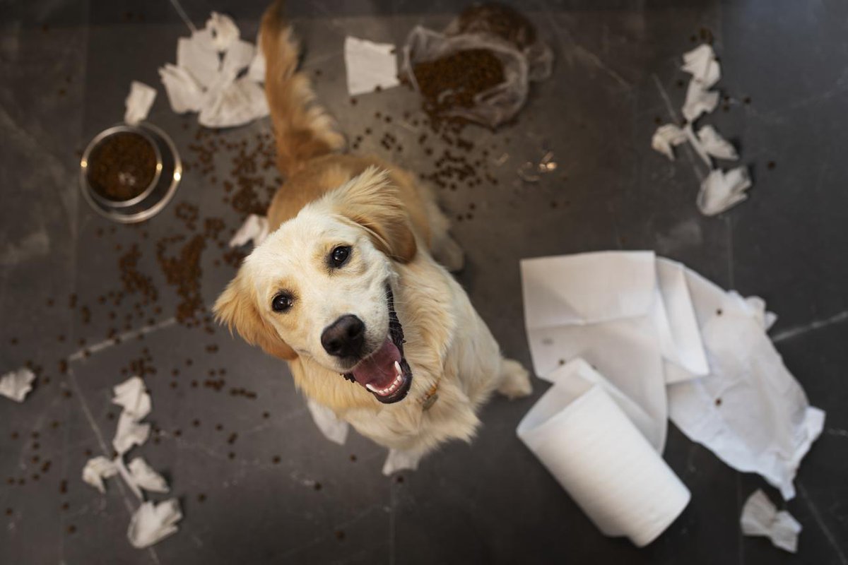 DianeLegacy1's tweet photo. “Who made this mess?”

My dog: 👀
“I have absolutely no idea what you’re talking about.”
The evidence is literally behind him. 😂🐶

Why are dogs so bad at lying but so good at looking innocent?

#Dogs #DogLife #FunnyDogs #PetLife https://t.co/I29i2G6wyW