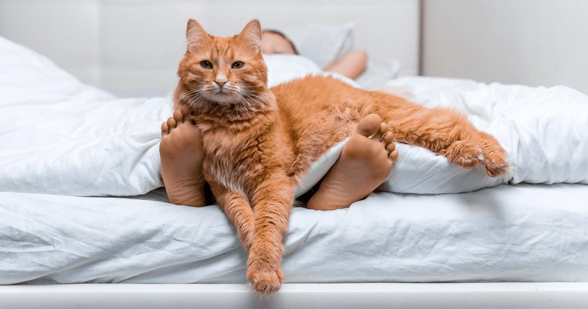 DianeLegacy1's tweet photo. I thought I adopted a cat.

Turns out, I got a roommate who:
• Pays no rent
• Steals my bed
• Demands food
• Judges everything I do 😼
And somehow… I still feel lucky. ❤️
Cat owners, how accurate is this?
#Cats #CatLife #FunnyCats #PetLovers https://t.co/FIRRBskC9k