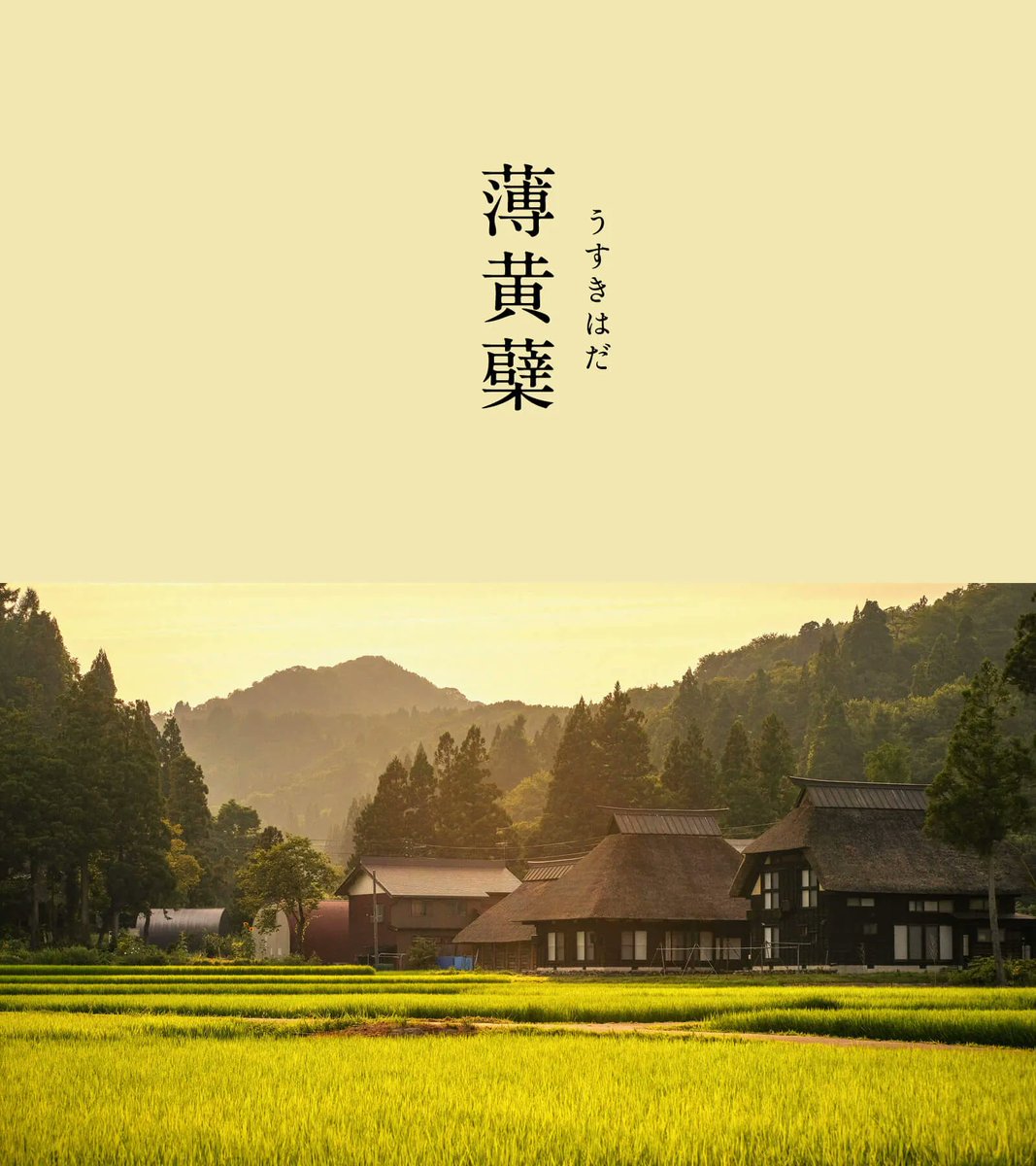 543life's tweet photo. 淡黄蘗（うすきはだ）｜#にっぽんのいろ

明るくもはかなげな色合いは、まるで秋の夜空に輝く満月のよう。
心もち灰がかった柔らかな淡い黄色は、わずかに赤みを含むことによります。ミカン科の「黄蘗」から染められた黄蘗色を、さらに淡くしています。

10月のにっぽんのいろは、暦生活のサイトからご覧いただけます🌖
https://t.co/8LRxQY2G80