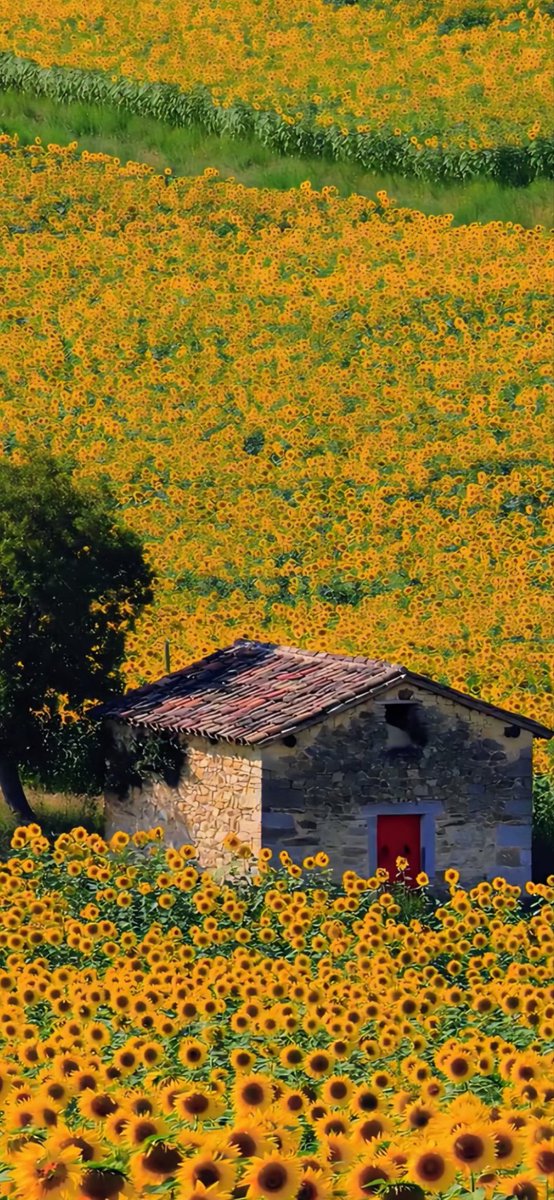 ezabela1111's tweet photo. ✨☀️🌻🌾🍂 https://t.co/oIUO4qSGz4