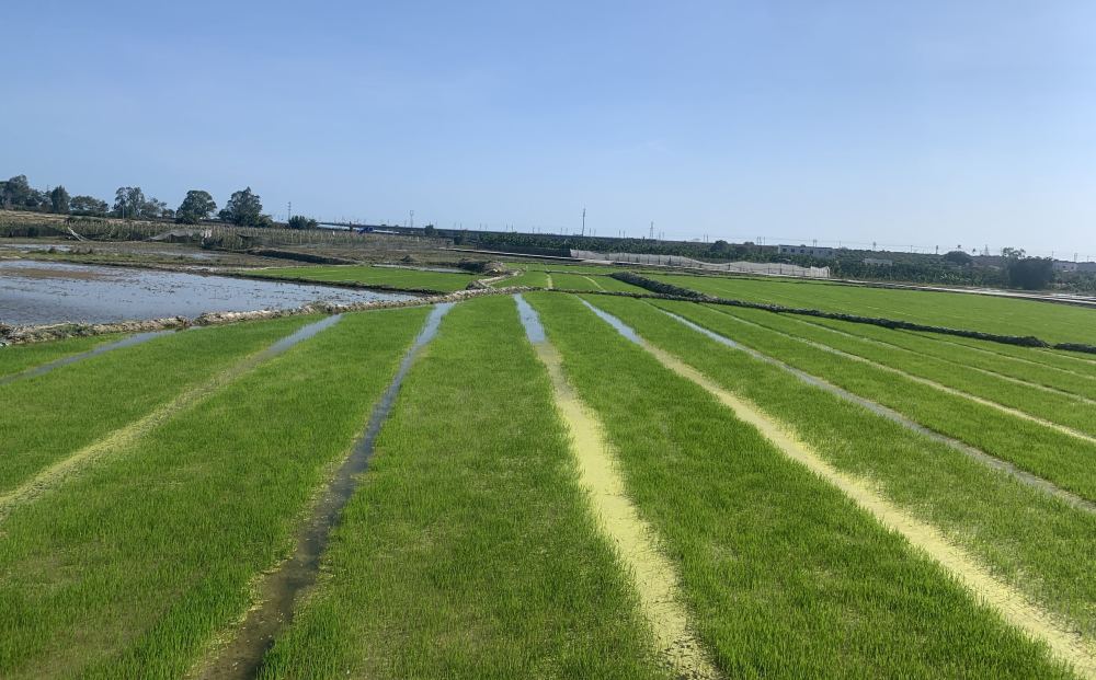 moxdrk298's tweet photo. Today I found a beautiful rice plant with a neat sown seam, realizing the joy of tending it through every stage—so rewarding! https://t.co/gTUqU7RLK6
