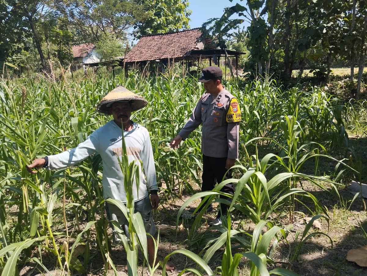 PolsekWonslam's tweet photo. Menindaklanjuti petunjuk dan arahan Karo SDM Polda Jatim Kombes Pol Heru Budi Prasetyo, S.I.K., selaku ketua Satgas ketahanan pangan Polda Jatim, Kapolres Jombang  Polda Jatim AKBP Dr. H. Yanto Mulyanto. P, S.H., S.I.K., M.H., https://t.co/rYwtVtrA05. memerintahkan Kapolsek https://t.co/vJLQmpdqaF