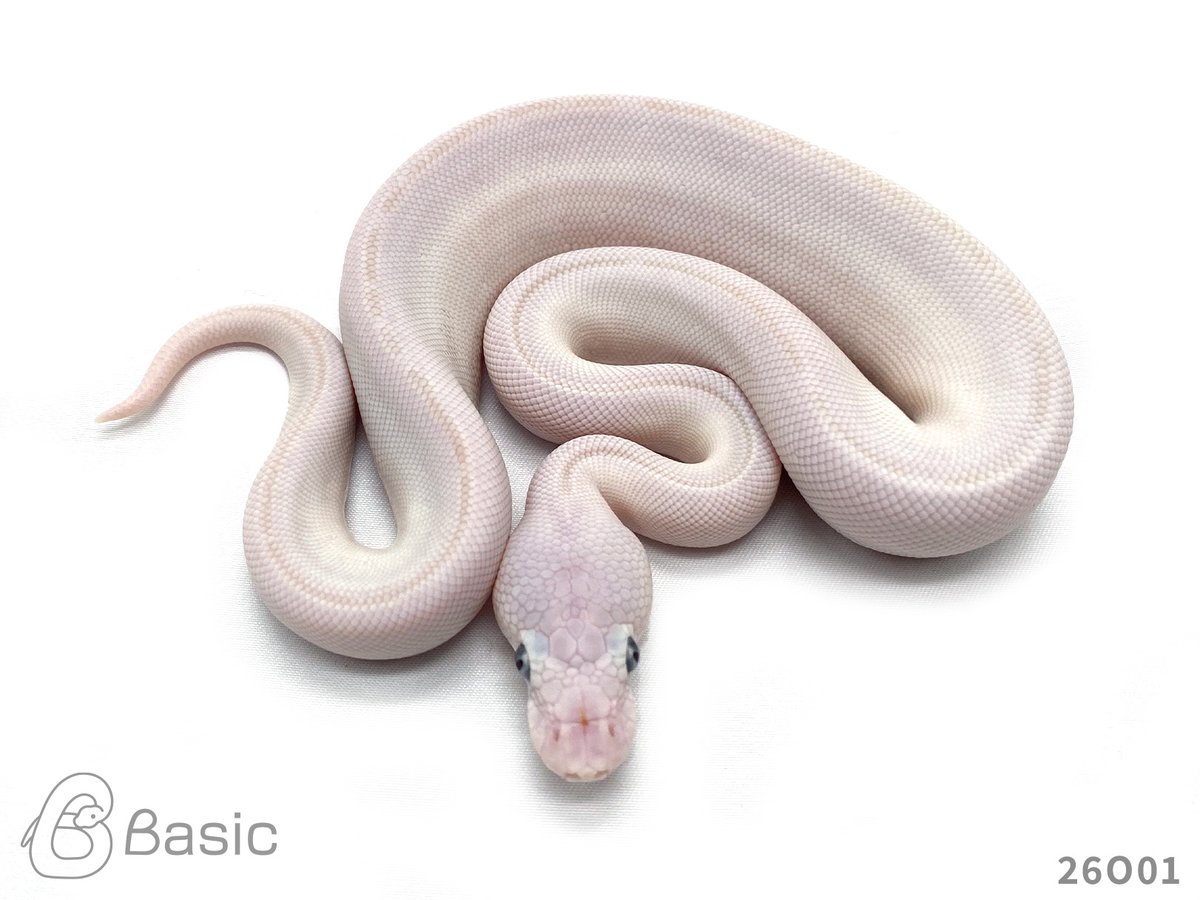 Basic_bp's tweet photo. 【販売中】
0.1 Lesser Mojave Adder
レッサーモハベアダー♀
¥120,000

個体ID:26O01
2026/08/25ハッチ

#ボールパイソン販売 #ボールパイソン繁殖 #BasicCB https://t.co/tE5Qh7LSoA