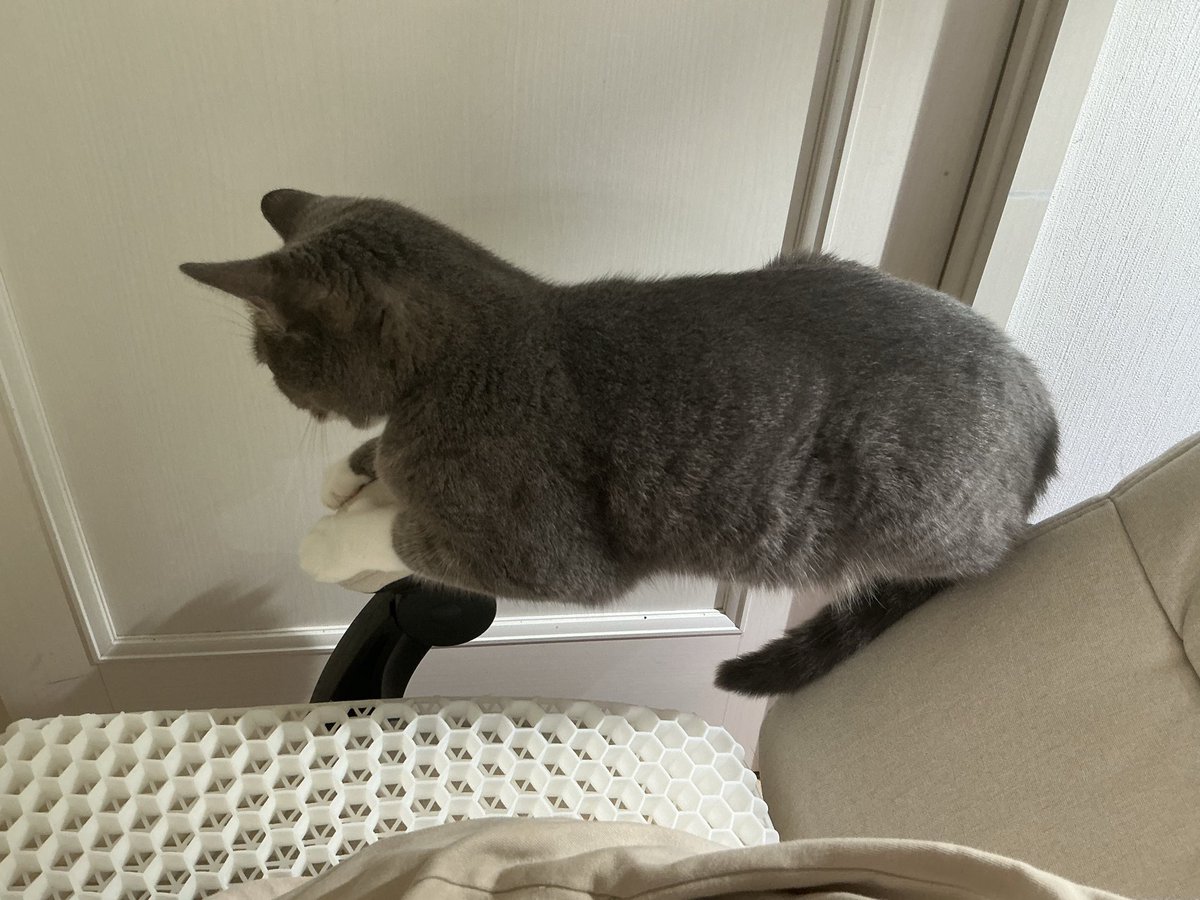 rrn's tweet photo. くるくるお椅子の腕をのせる部分に上手いこと鎮座できるから猫はすごい。幅8cmなのにどうなってるんだろ？？ https://t.co/D8DznUWuqQ