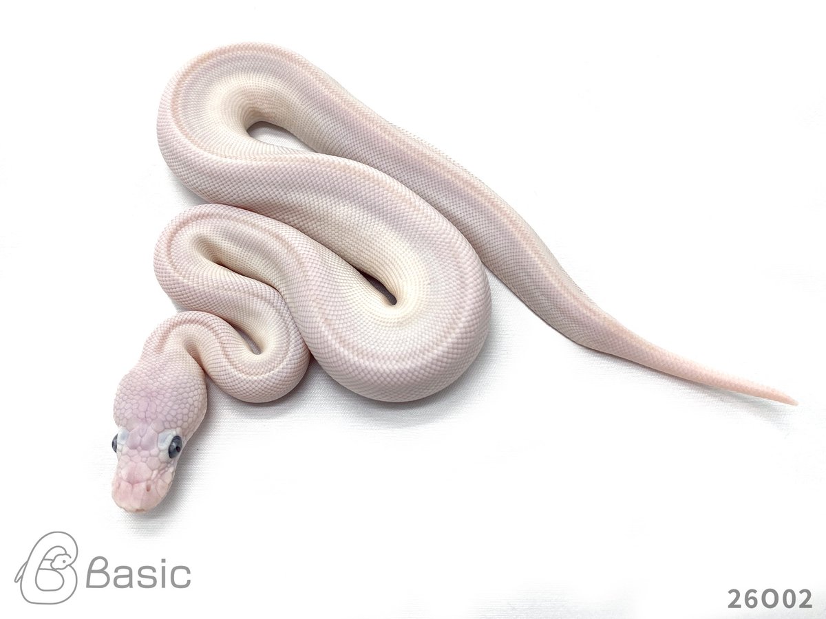 Basic_bp's tweet photo. 【販売中】
0.1 Lesser Mojave Adder
レッサーモハベアダー♀
¥120,000

個体ID:26O02
2026/08/25ハッチ

#ボールパイソン販売 #ボールパイソン繁殖 #BasicCB https://t.co/bmJzGZR89C