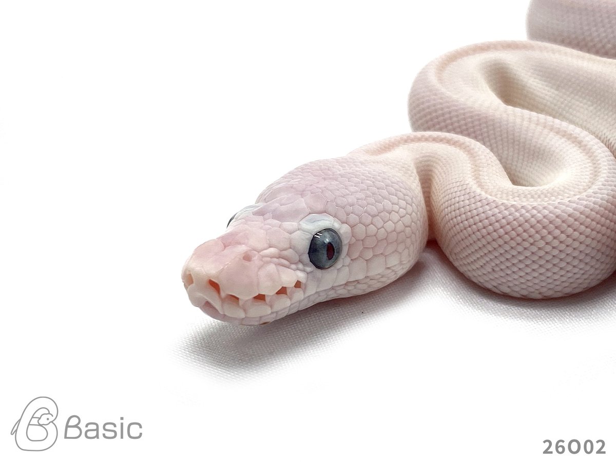 Basic_bp's tweet photo. 【販売中】
0.1 Lesser Mojave Adder
レッサーモハベアダー♀
¥120,000

個体ID:26O02
2026/08/25ハッチ

#ボールパイソン販売 #ボールパイソン繁殖 #BasicCB https://t.co/bmJzGZR89C