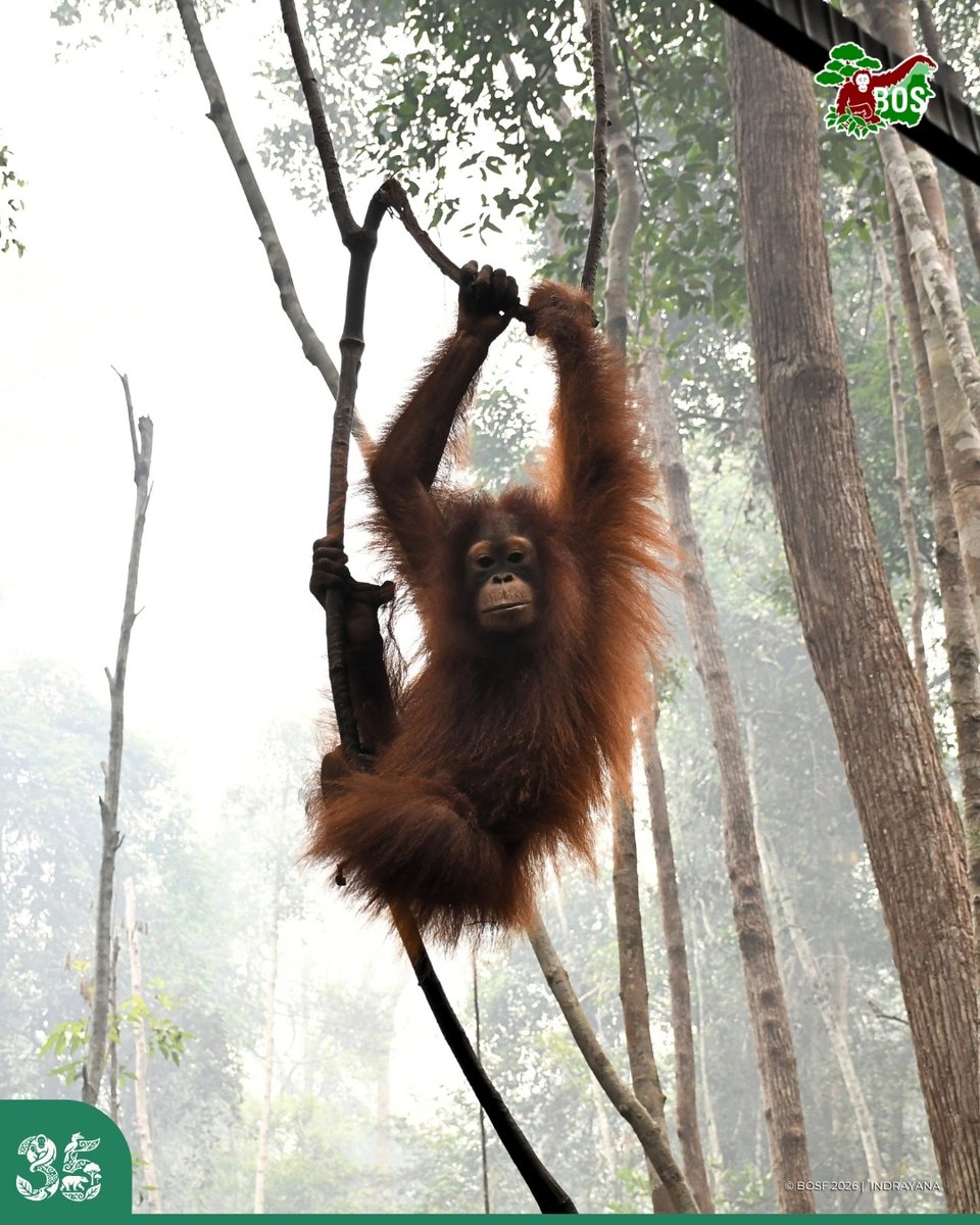 bornean_OU tweet picture