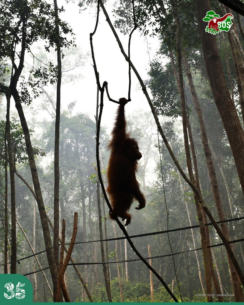 bornean_OU tweet picture