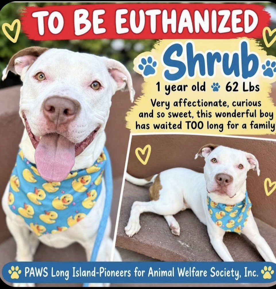 MorgFairsdogs's tweet photo. Shrub will be killed tomorrow morning if a #foster is not found

If you can be his hero, contact PAWS-LI immediately https://t.co/5Ex4xCl3Ak