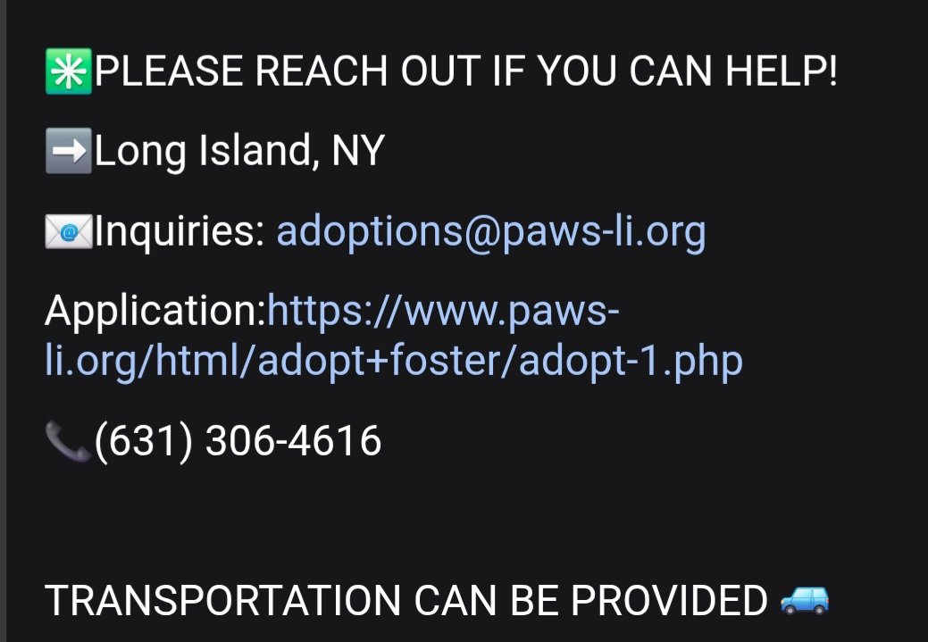 MorgFairsdogs's tweet photo. Shrub will be killed tomorrow morning if a #foster is not found

If you can be his hero, contact PAWS-LI immediately https://t.co/5Ex4xCl3Ak