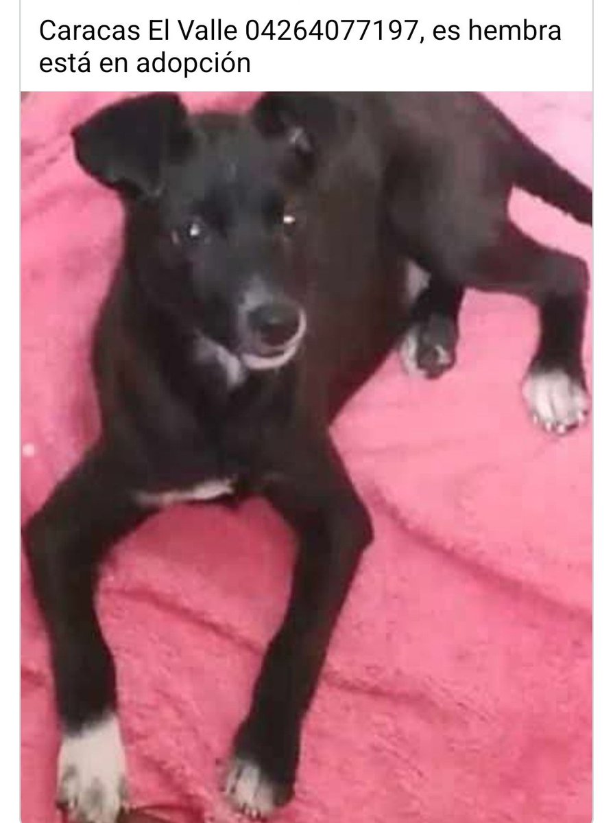PerroUsuario's tweet photo. Linda princesa busca una familia para toda su vida. Caracas https://t.co/Ep7w6pwpxP