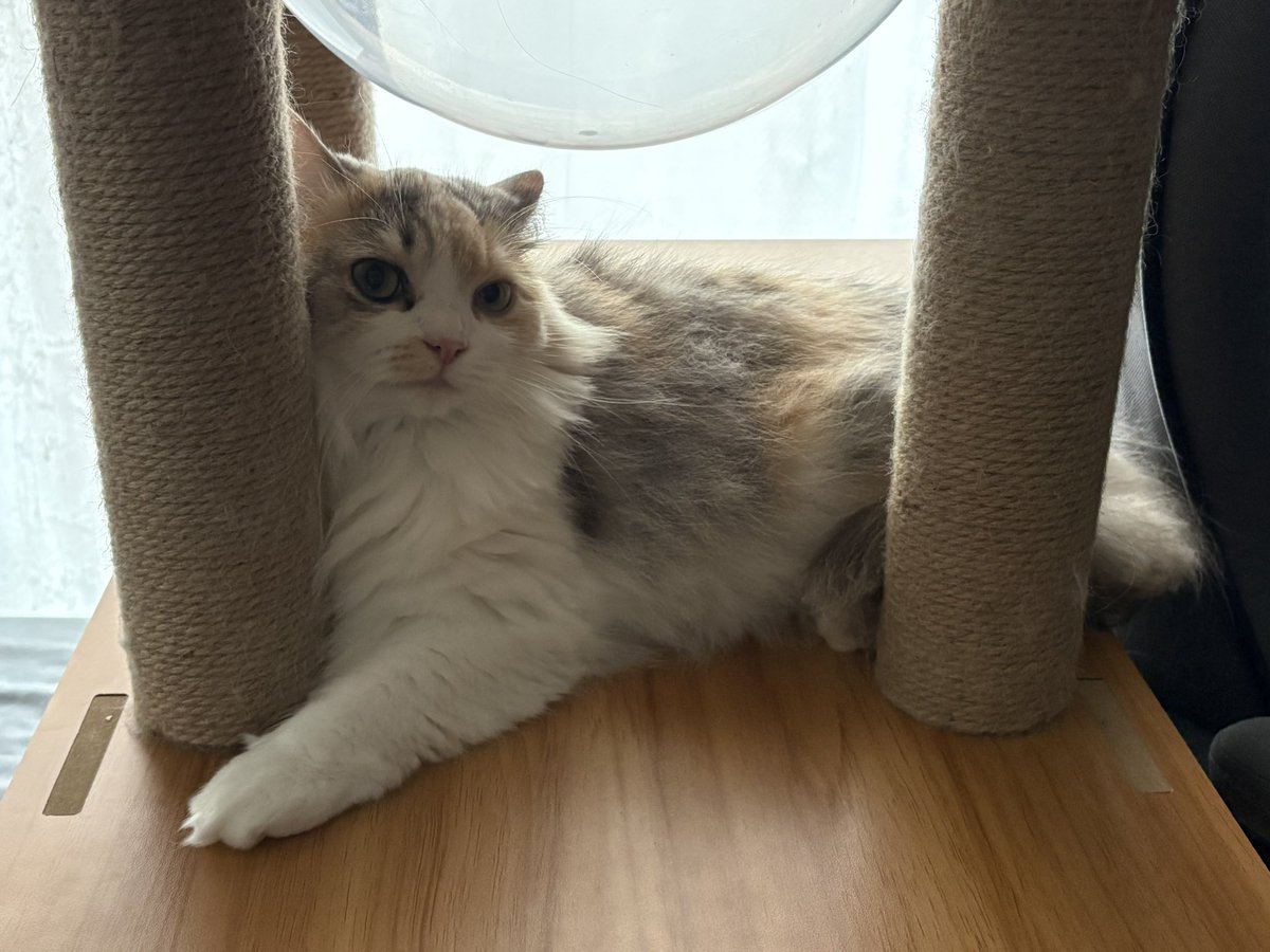 LICO_Dailycat's tweet photo. 柱の間に詰まるのが好きな猫 https://t.co/1kN3wLetJj