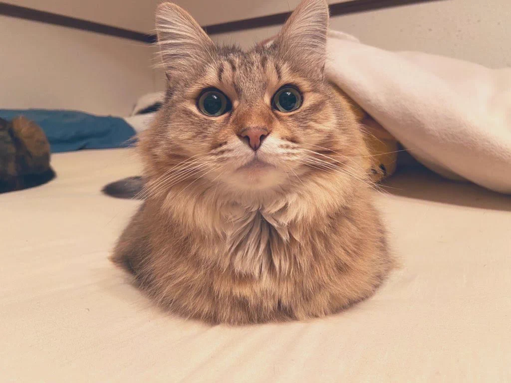 *✻.♡.✻*様　猫ちゃん❤︎ しまちゃんさん в X: „ちいちゃくなったよ！ かんちゃんおつかれさま