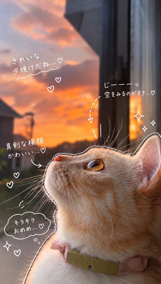 myfuu_cat's tweet photo. ふうの観察日記🐈

#myfuu #猫 #マンチカン #猫のいる生活 https://t.co/hTUk7RnXgb