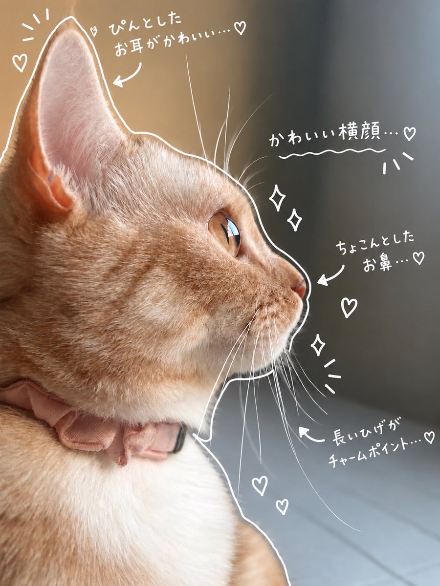 myfuu_cat's tweet photo. ふうの観察日記🐈

#myfuu #猫 #マンチカン #猫のいる生活 https://t.co/hTUk7RnXgb