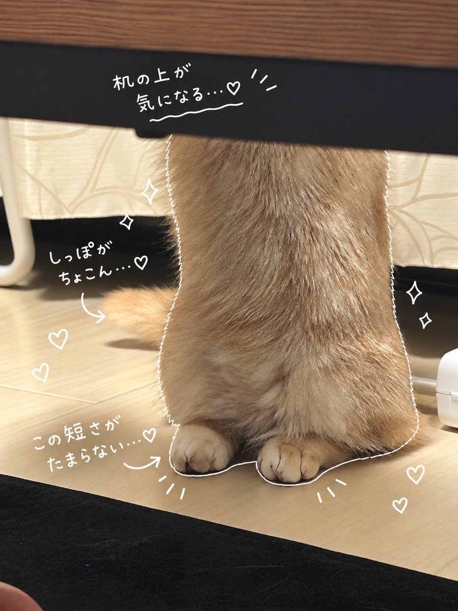 myfuu_cat's tweet photo. ふうの観察日記🐈

#myfuu #猫 #マンチカン #猫のいる生活 https://t.co/hTUk7RnXgb