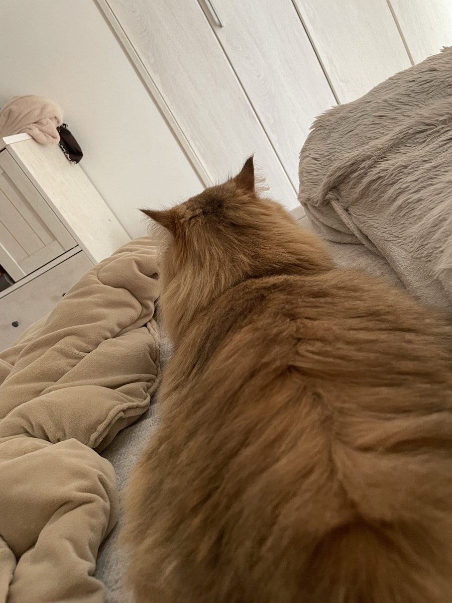 Agochg8's tweet photo. インフルだいぶ良くなった
猫の看病付き🐈
かわい https://t.co/eLMtsKrV3o