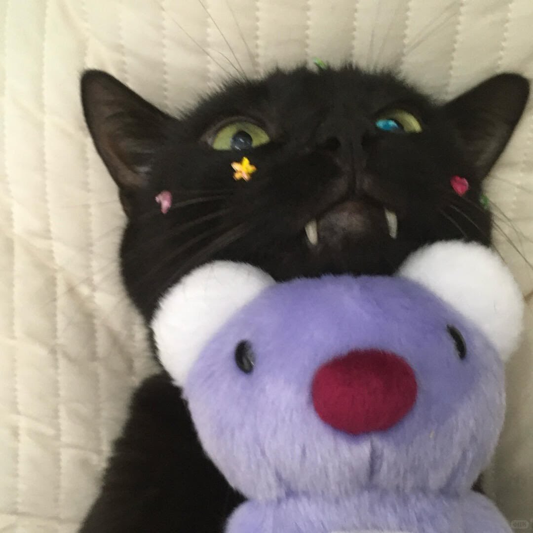 blackscats's tweet photo. https://t.co/5TGdMr0xXQ