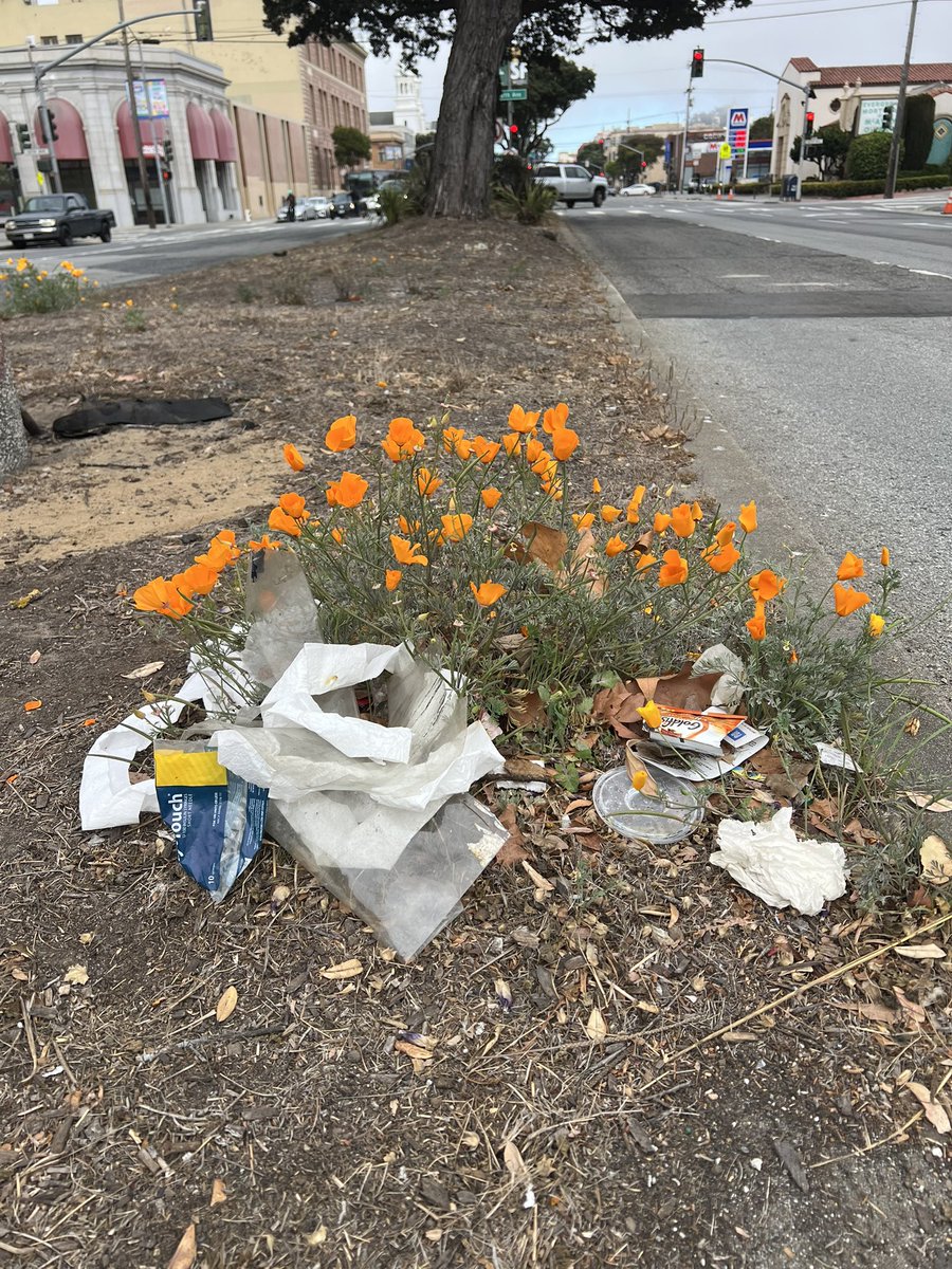 RefuseRefuseSF's tweet photo. An impactful One Richmond Cleanup along Clement, Geary, California, and the Avenues thanks to regular volunteers and new &amp; returning student volunteers from @usfca.

10 bags of trash collected then hauled away by @sfpublicworks who were also out keeping the city clean. #teamwork https://t.co/NAoLOMBGZR